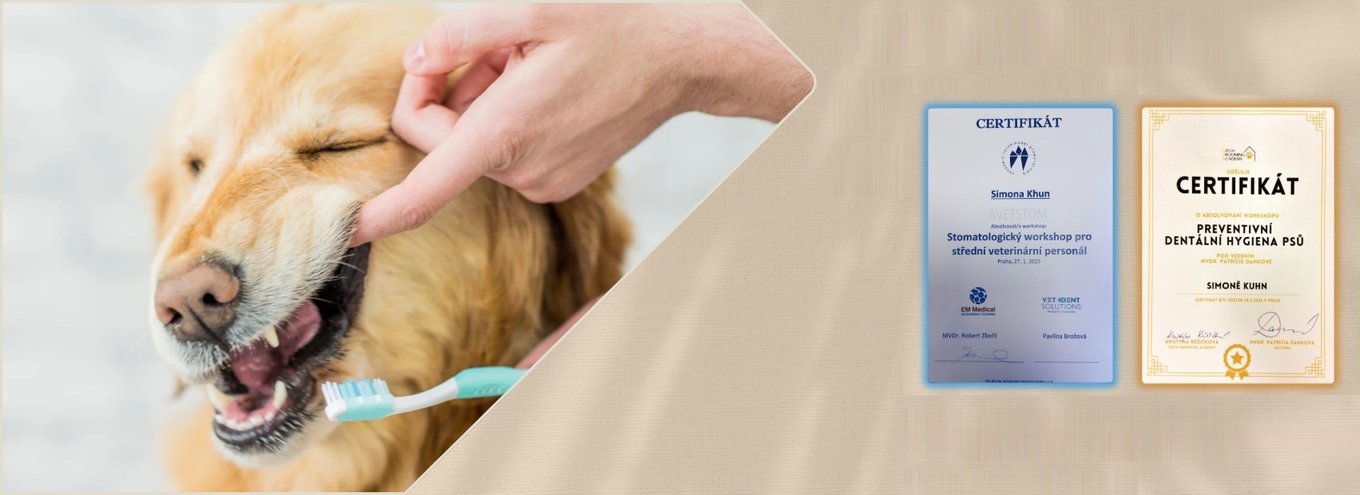 A golden retriever having its teeth brushed, with Simona Kuhn’s certificates